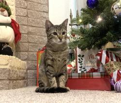 Lost Female Cat last seen Dodge City St/Bunny Trail, Killeen, TX 76549