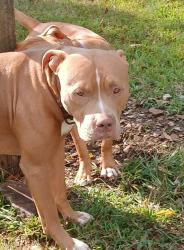 Lost Male Dog last seen Hey 54, Leitchfield, KY 42754