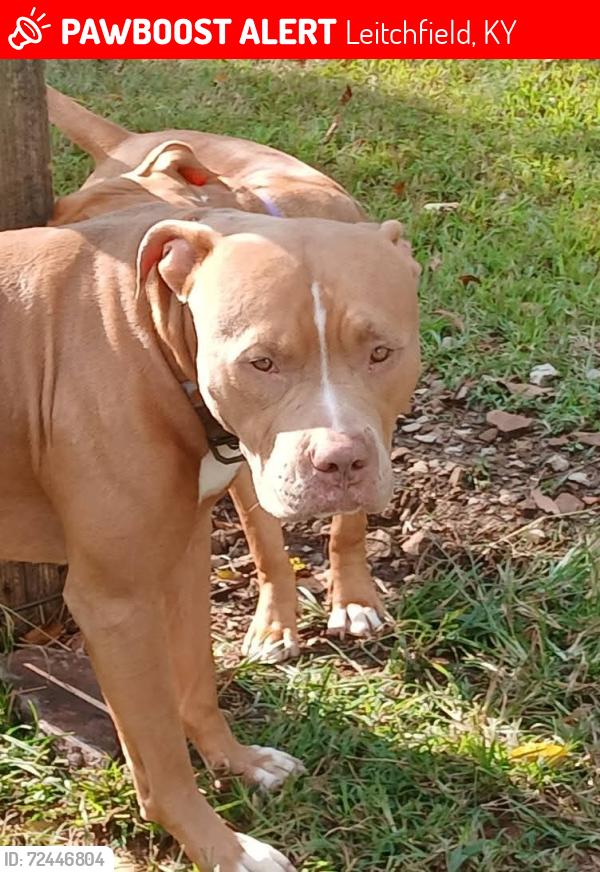 Lost Male Dog last seen Hey 54, Leitchfield, KY 42754