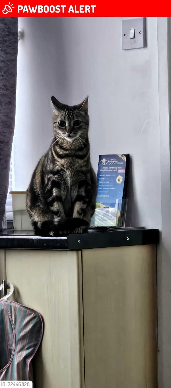 Lost Female Cat last seen George Street, Fenny Stratford, Bletchley, England MK2