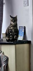 Lost Female Cat last seen George Street, Fenny Stratford, Bletchley, England MK2