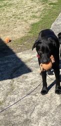 Lost Female Dog last seen Old Bradford Road and Dixiana Trail, Pinson, AL 35126
