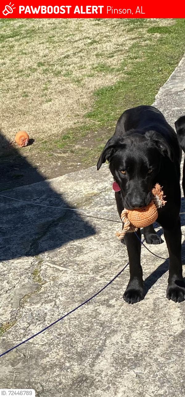 Lost Female Dog last seen Old Bradford Road and Dixiana Trail, Pinson, AL 35126