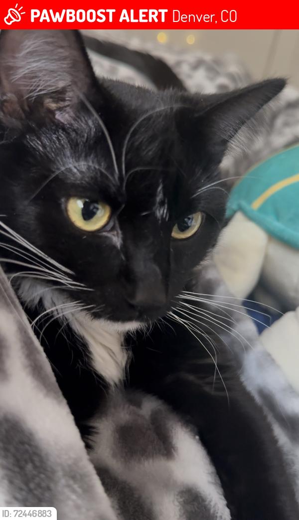 Lost Female Cat last seen Montbello rec center , Denver, CO 80239