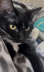 Lost Female Cat last seen Montbello rec center , Denver, CO 80239