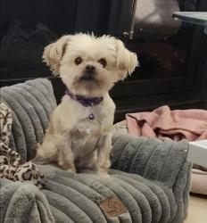 Lost Female Dog last seen Jane and Shirley, Albuquerque, NM 87123