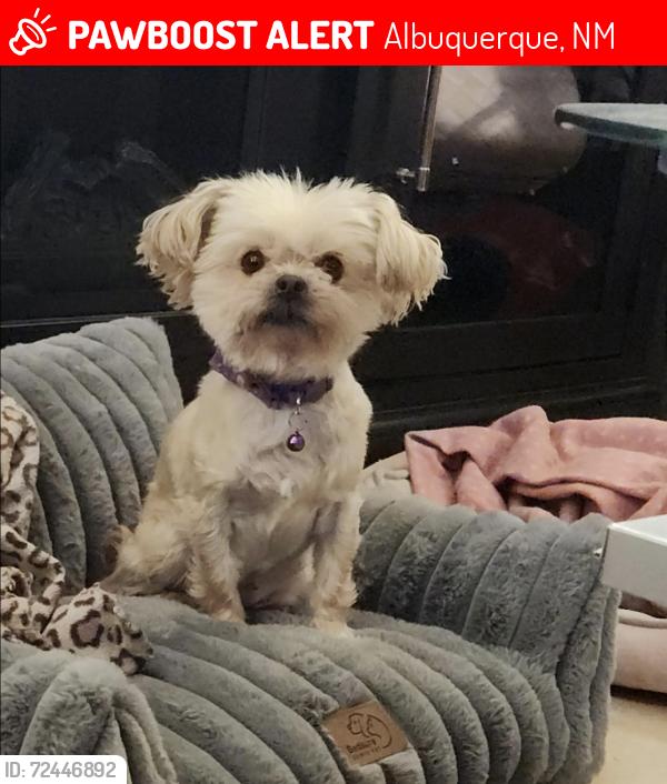 Lost Female Dog last seen Jane and Shirley, Albuquerque, NM 87123