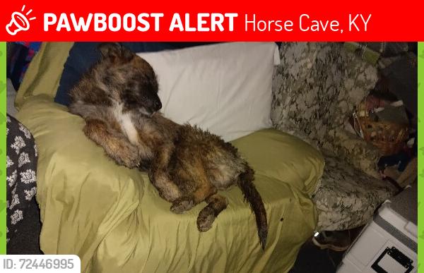 Lost Male Dog last seen Near Roger spradlin road, Horse Cave, KY 42749