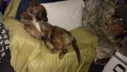 Lost Male Dog last seen Near Roger spradlin road, Horse Cave, KY 42749