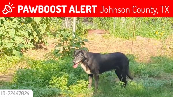Lost Male Dog last seen Branch Creek Road and County Road 511, Johnson County, TX 76084