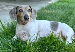 Lost Female Dog last seen 4th Ave and Morain St, Kennewick, WA 99336