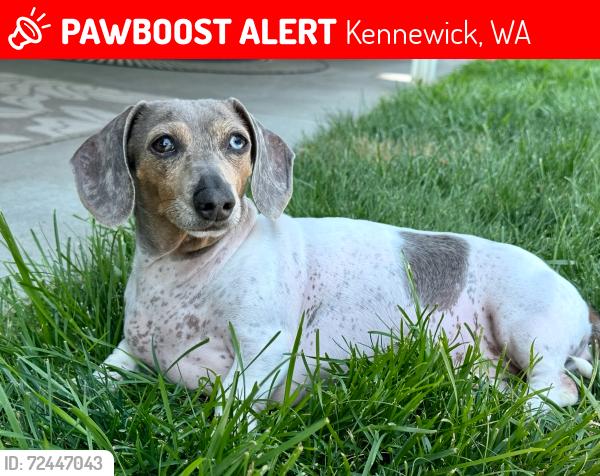 Lost Female Dog last seen 4th Ave and Morain St, Kennewick, WA 99336