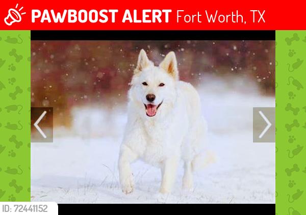 Lost Male Dog last seen At McDonald's on alte mere and Sherry , Fort Worth, TX 76114