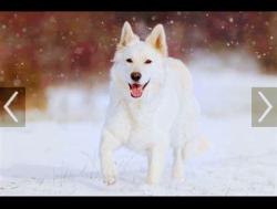 Lost Male Dog last seen At McDonald's on alte mere and Sherry , Fort Worth, TX 76114