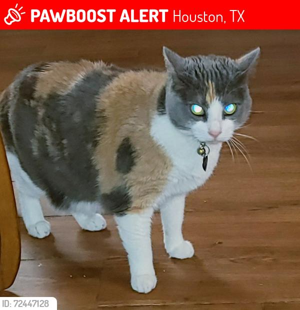 Lost Female Cat last seen Hammerly Blvd, Long Point Rd, Houston, TX 77080