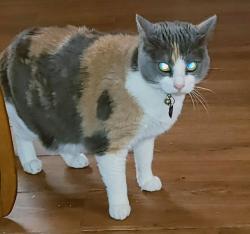 Lost Female Cat last seen Hammerly Blvd, Long Point Rd, Houston, TX 77080