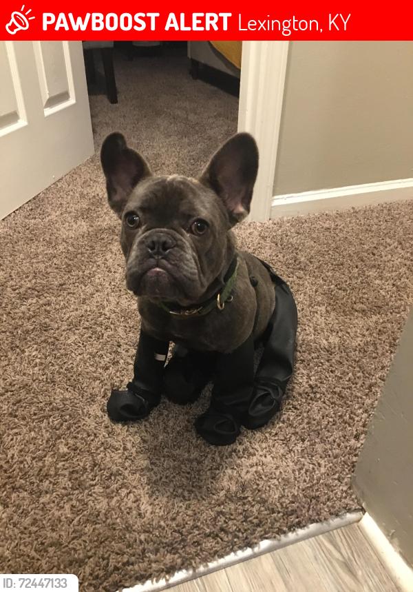 Lost Male Dog last seen Cabello crossing apmts , Lexington, KY 40503