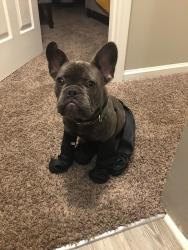 Lost Male Dog last seen Cabello crossing apmts , Lexington, KY 40503