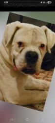 Lost Male Dog last seen SH 97/Hwy 37/Country Trail Subdivision , Pleasanton, TX 78064