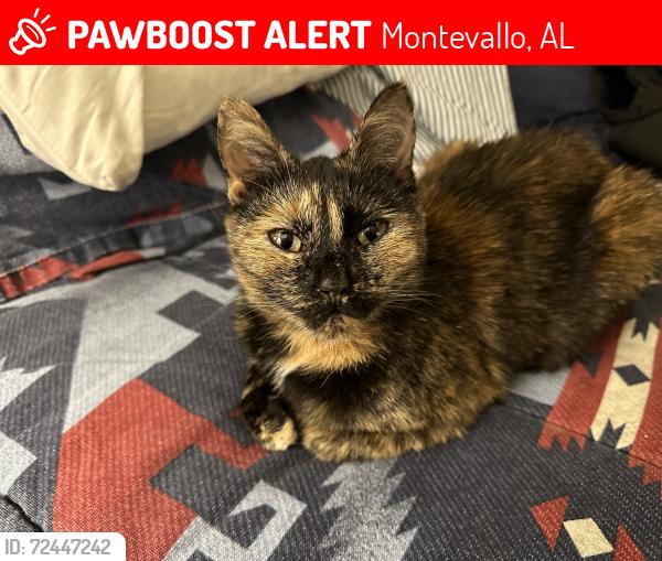 Lost Female Cat last seen pioneer ave & carly drive, Montevallo, AL 35115