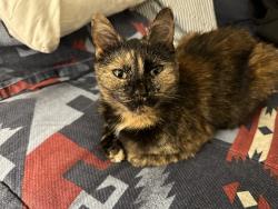 Lost Female Cat last seen pioneer ave & carly drive, Montevallo, AL 35115