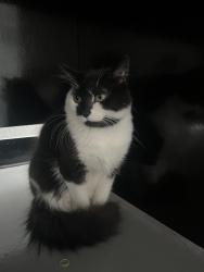 Lost Female Cat last seen Aldercrest , Portland, OR 97267