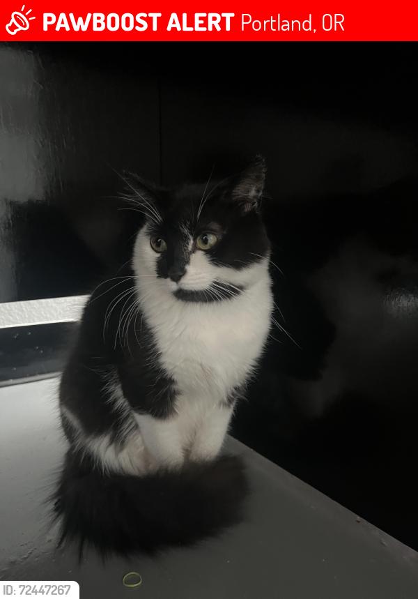 Lost Female Cat last seen Aldercrest , Portland, OR 97267