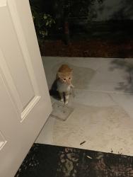 Reunited Unknown Cat last seen At the end of 4th court, behind mizner hse and new hse being constructed, Boca Raton, FL 33431