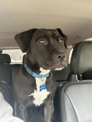 Lost Male Dog last seen Breton and Boston, Grand Rapids, MI 49506
