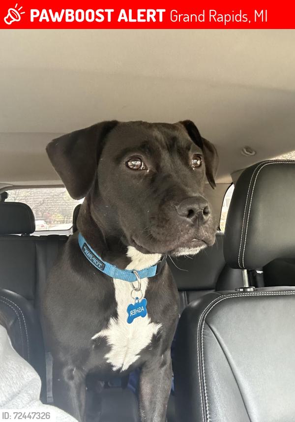 Lost Male Dog last seen Breton and Boston, Grand Rapids, MI 49506