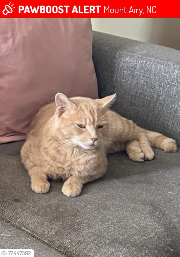 Lost Male Cat last seen Jackson Road, Mount Airy, NC 27030