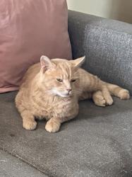 Lost Male Cat last seen Jackson Road, Mount Airy, NC 27030
