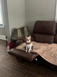 Lost Male Dog last seen Logan Avenue/University North, Middletown, OH 45044