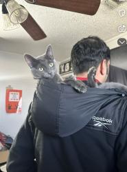 Lost Female Cat last seen Childress , San Angelo, TX 76901