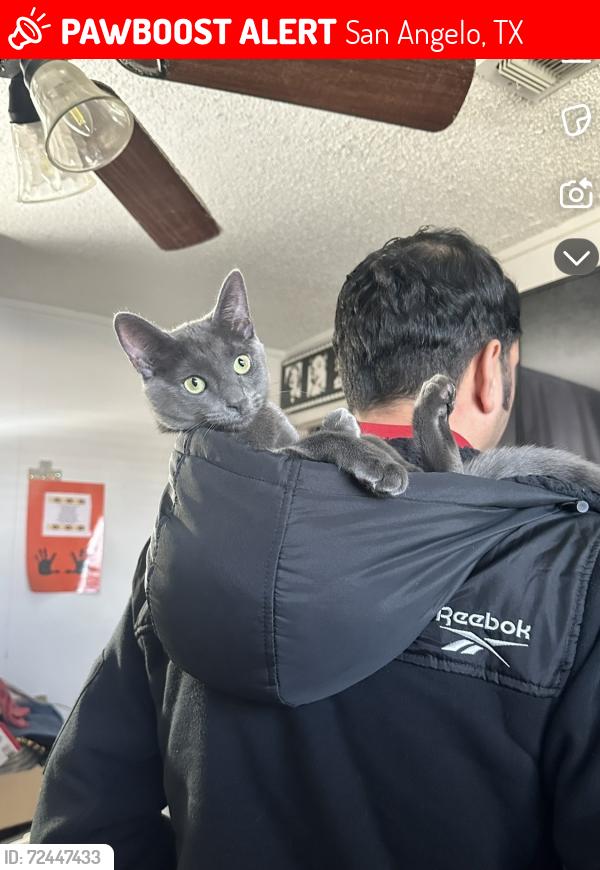 Lost Female Cat last seen Childress , San Angelo, TX 76901