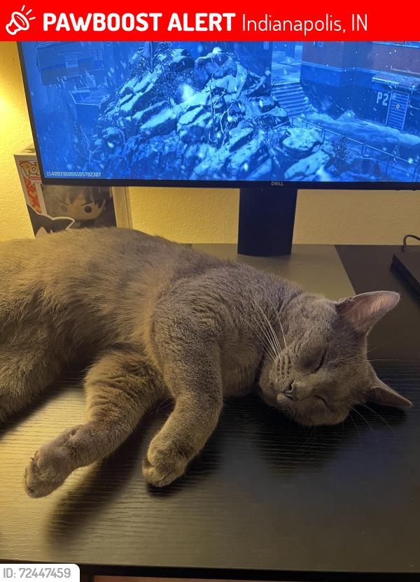 Lost Male Cat last seen 21st & Mitthoefer, Indianapolis, IN 46229