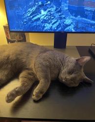 Lost Male Cat last seen 21st & Mitthoefer, Indianapolis, IN 46229