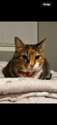 Reunited Female Cat last seen Hopedale Ln, Florida 33764, USA, Pinellas County, FL 33764