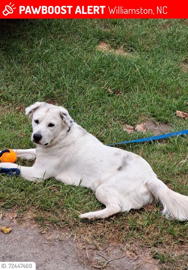 Lost Male Dog last seen Near Rodgers grge, Williamston, NC 27892