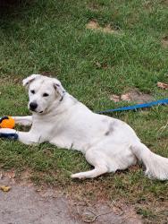 Lost Male Dog last seen Near Rodgers grge, Williamston, NC 27892