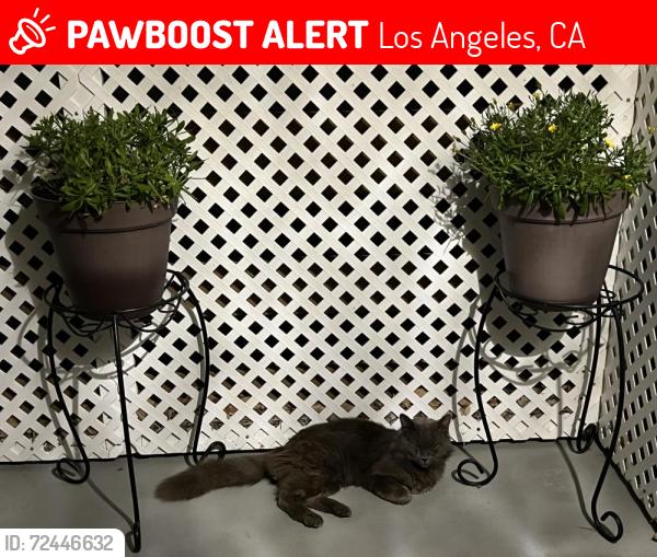 Lost Male Cat last seen Basset Hatillo Winnetka , Los Angeles, CA 91303
