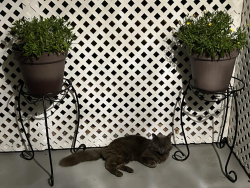 Lost Male Cat last seen Basset Hatillo Winnetka , Los Angeles, CA 91303