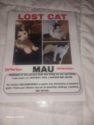 Lost Male Cat last seen Near Jeffrey Ave Lanham md 20706, Lanham, MD 20706