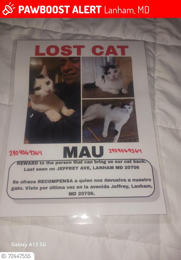 Lost Male Cat last seen Near Jeffrey Ave Lanham md 20706, Lanham, MD 20706