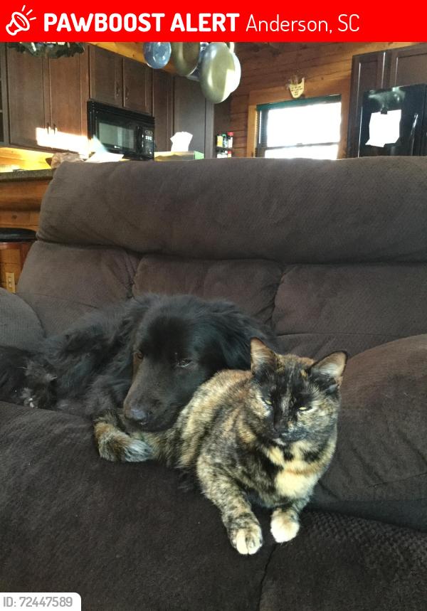 Lost Female Cat last seen Anderson lake Hartwell campground wham rd Anderson South Carolina 29625, Anderson, SC 29625