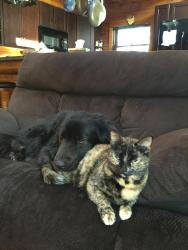 Lost Female Cat last seen Anderson lake Hartwell campground wham rd Anderson South Carolina 29625, Anderson, SC 29625