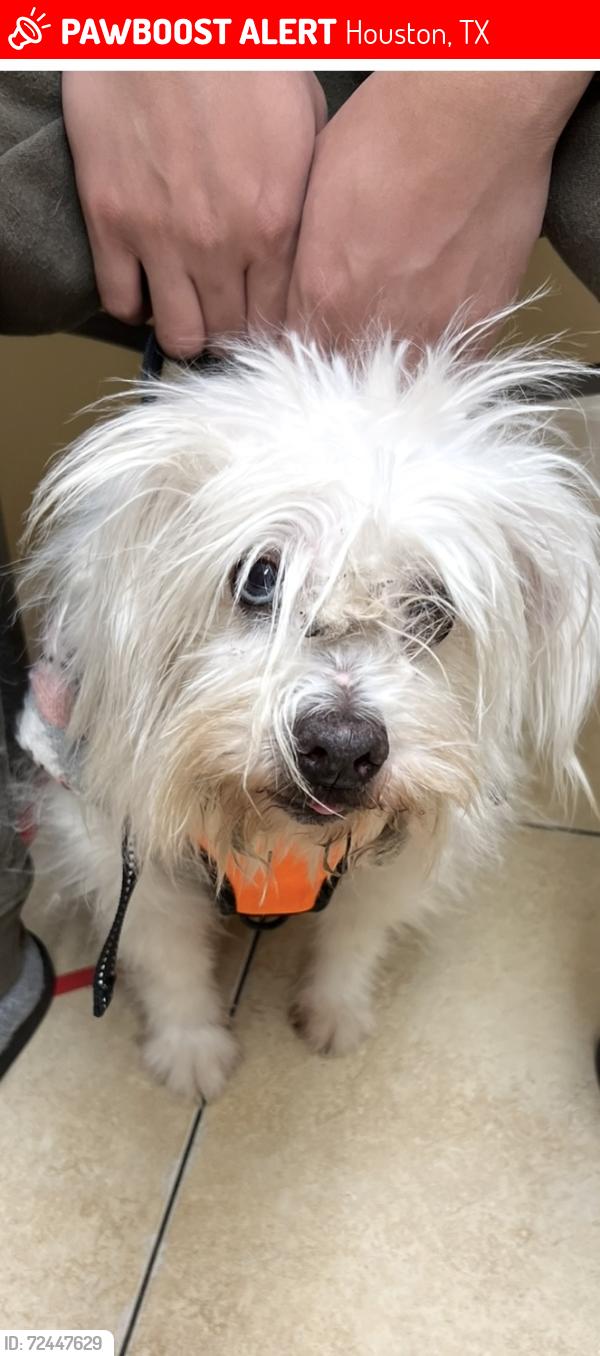 Lost Male Dog last seen Beechnut road, Houston, TX 77072