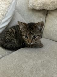 Lost Male Cat last seen Higney road, Hampton Vale, England PE7