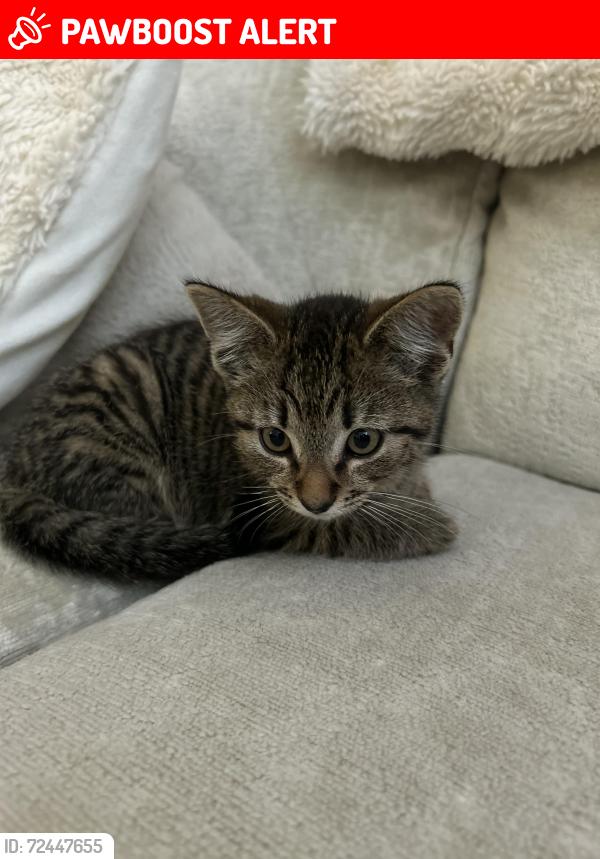 Lost Male Cat last seen Higney road, Hampton Vale, England PE7