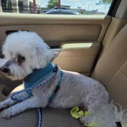 Lost Male Dog last seen 152nd Garfield Street  between W. Center and Fst, Omaha, NE 68144